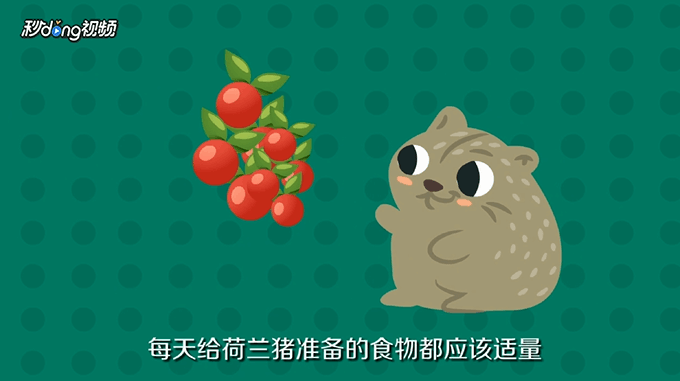 荷兰猪吃什么的呢