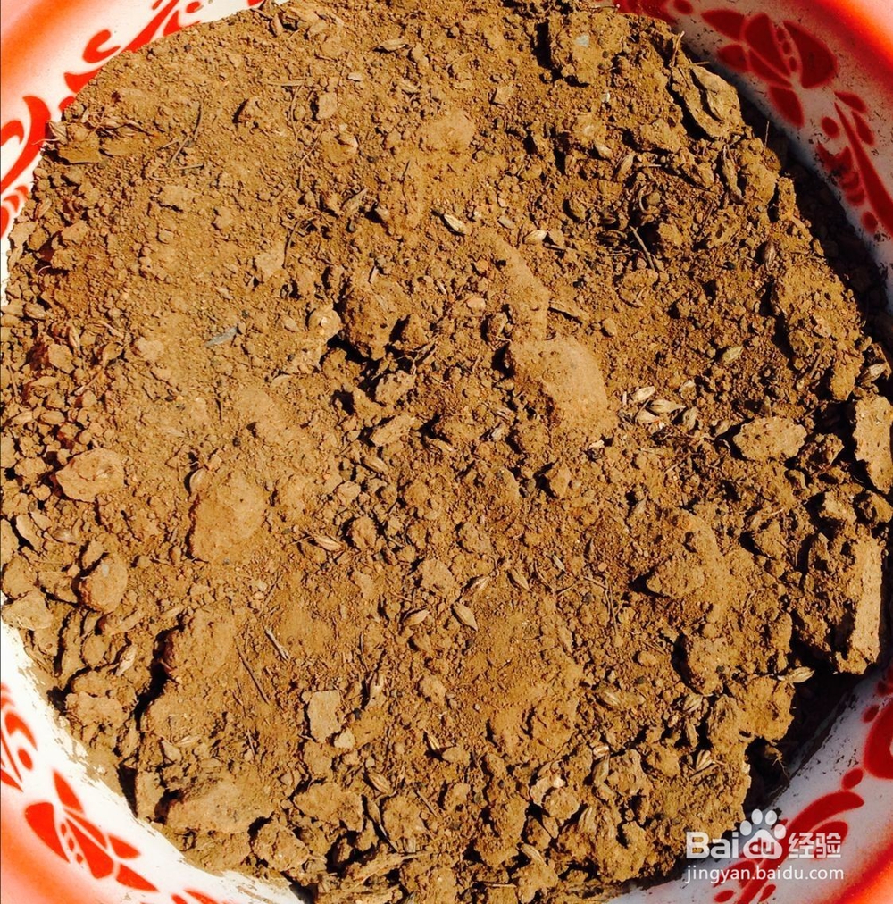 怎样培育小花苗?