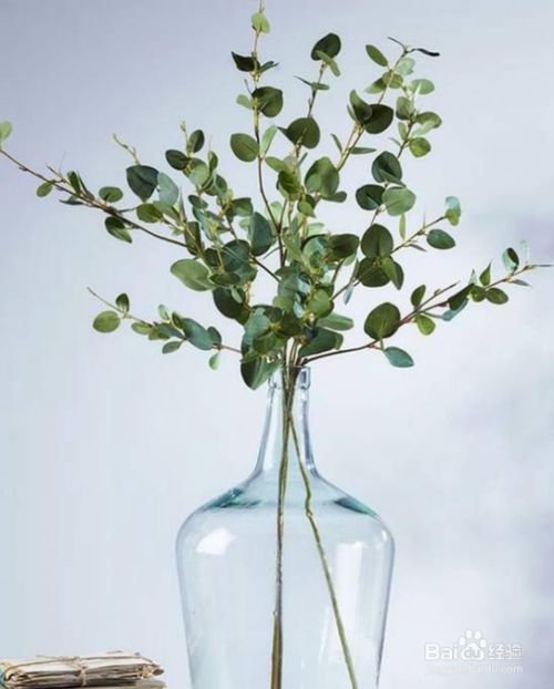 尤加利盆栽怎么养 百度经验