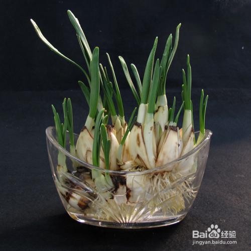 水仙花能晒太阳吗?怎么养好水仙花?