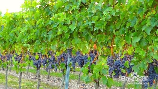 怎样让葡萄树的藤往上长长