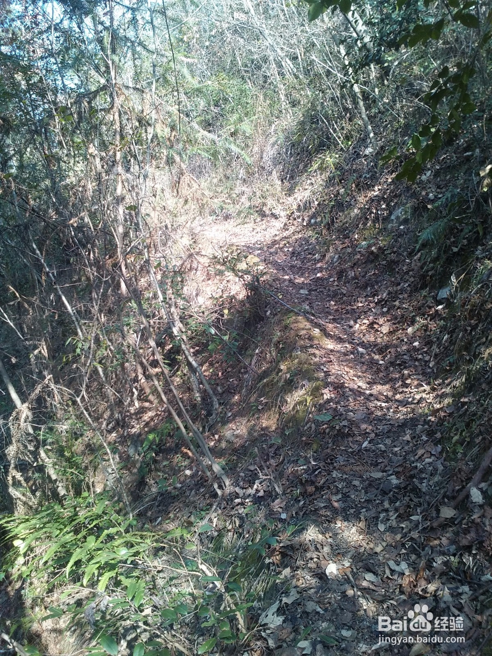 扶贫实现鸣凤人乡村旅游梦想记实