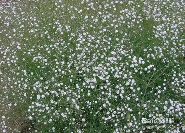 满天星的栽培技术