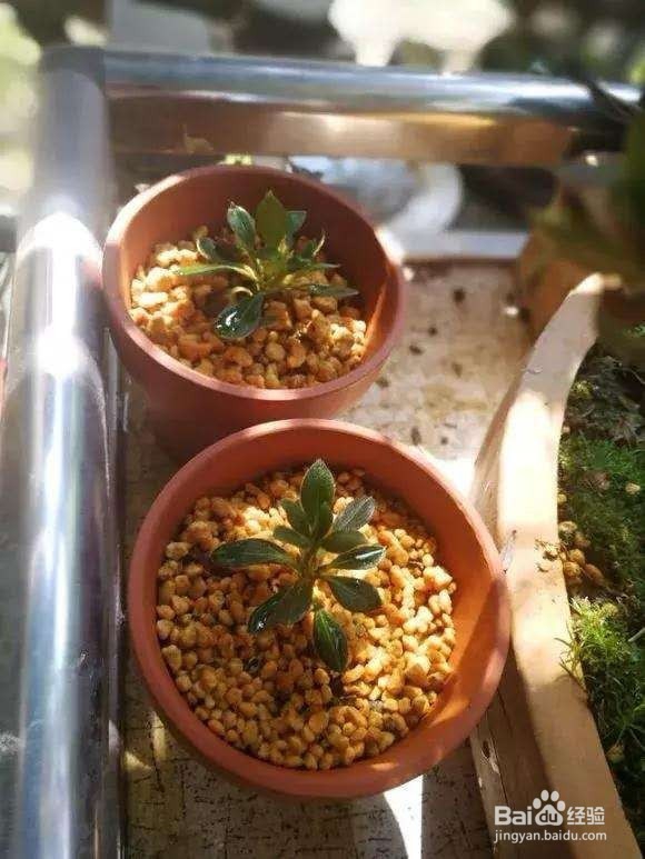 花谢后，剪下“花后枝”，插土里，来年花满盆！