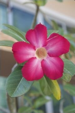 沙漠玫瑰几月份剪枝及剪枝后怎样养护？