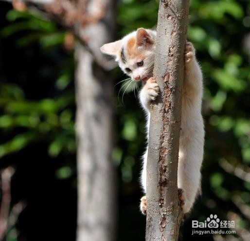 你不知道的，猫咪的自我保护能力