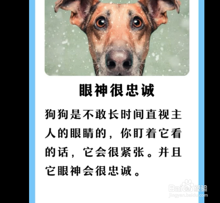 狗狗对主人，有哪些表现？