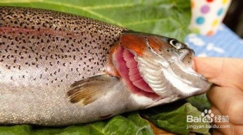 为什么吃鱼一定要把鱼鳃摘除 百度经验