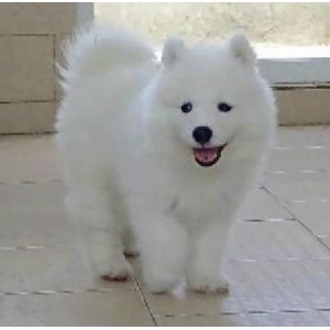 教你如何挑选萨摩耶幼犬