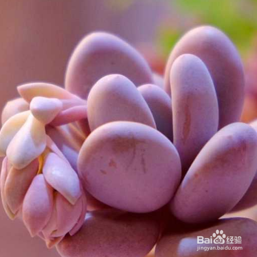 桃美人掉叶子是为什么？