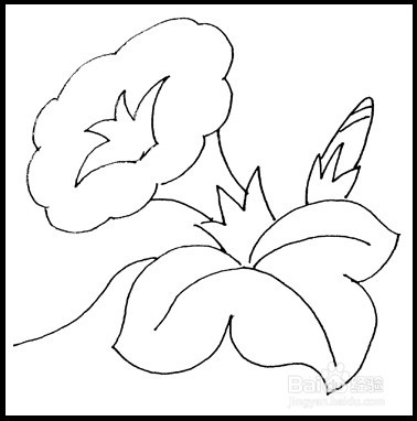 怎样画简笔画（花卉）：[7]牵牛花