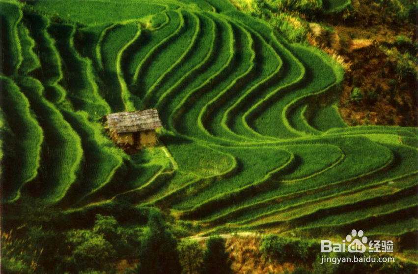 旅游之如何拍摄林间景致和田园风光