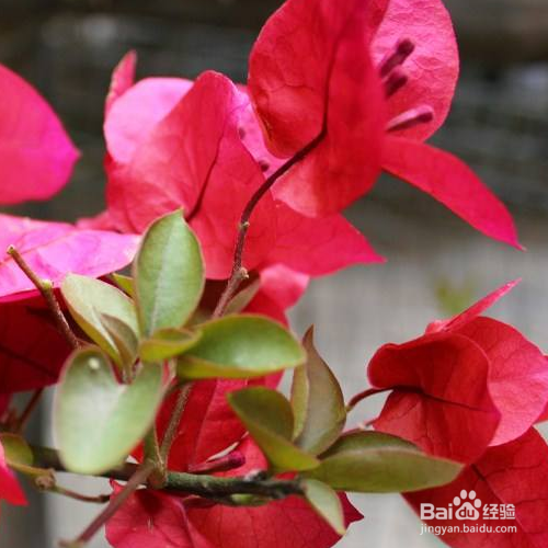 盆栽养殖三角梅需要注意些什么？