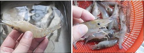 家常菜；江南版油焖虾做法图解