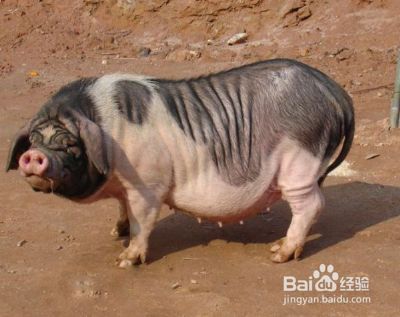 闽北花猪如何做好吃