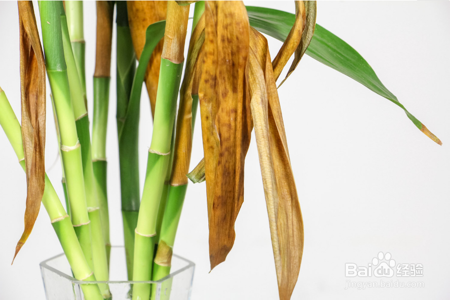 冬天富贵竹叶子发黄叶子耷拉怎么办