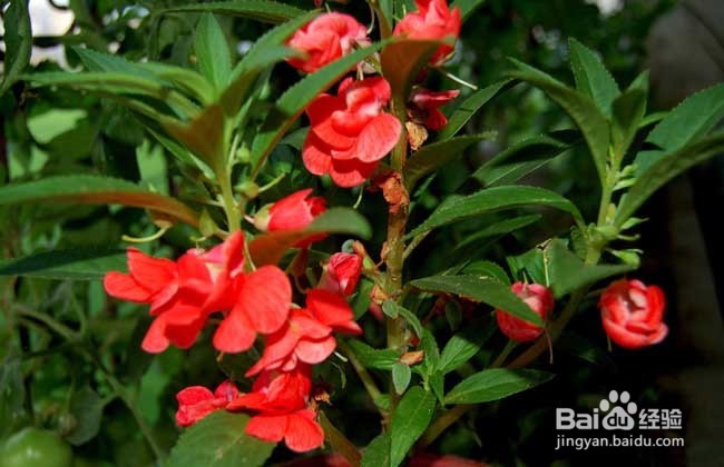 凤仙花蔫了是怎么回事