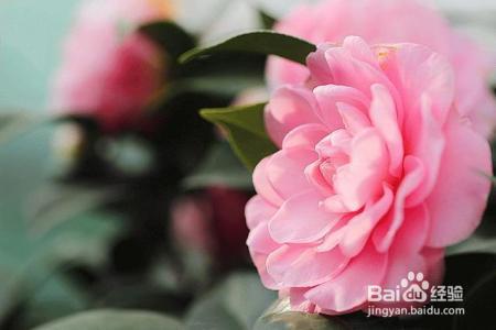 凛冬已至,闲以养花,最怡趣养心