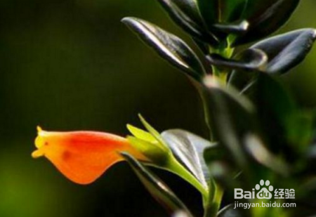 金鱼吊兰应该怎么去养殖？