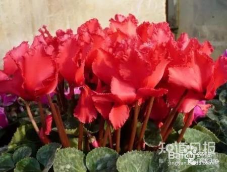 这些花那么好看，却总被你养死，怎么回事