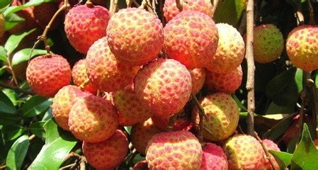 教你怎么挑好荔枝