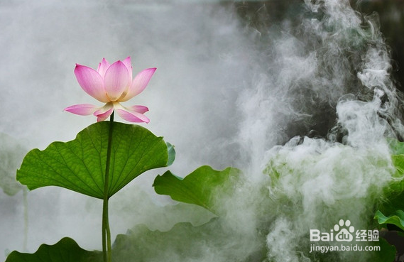 D7000拍荷花相机如何设置