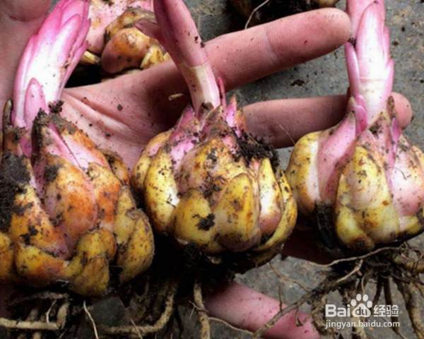 百合种子怎么种植