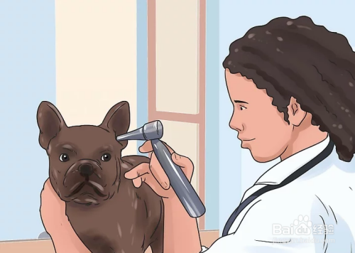 如何缓解狗狗的耳朵瘙痒