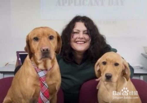 稀奇 大学招生请3只拉布拉多犬做面试官 百度经验
