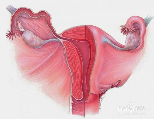 6招帮助女性预防子宫脱垂