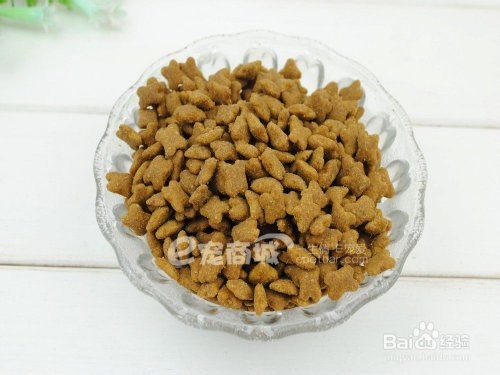 苏格兰折耳猫怎么养