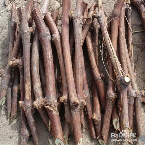 阳台上种葡萄的方法