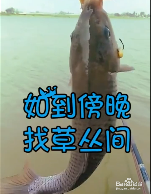 如何高效率的钓到鱼