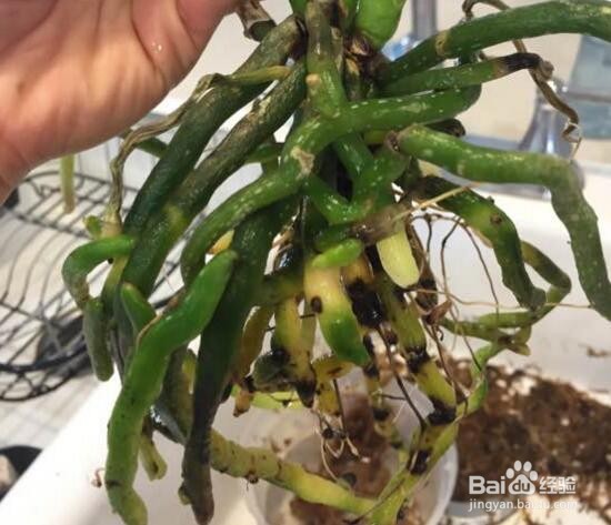 水苔养蝴蝶兰的方法