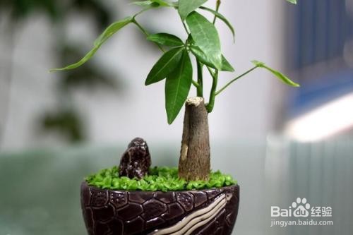 发财树树干萎缩怎么办