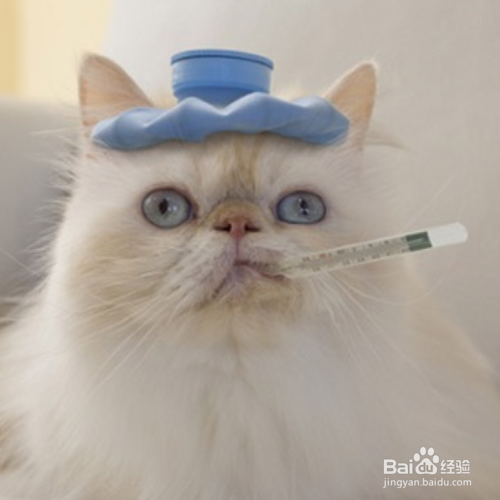 如何让猫咪放心地住院