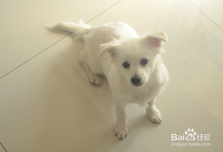 训练狗的方法和技巧