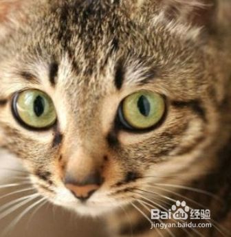 狸花猫幼猫怎么看品相 百度经验 狸花猫幼猫怎么看品相 百度经验