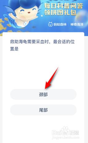 神奇海洋：救助海龟需要采血时最合适的位置是