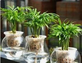 水培植物怎么养才能更旺盛