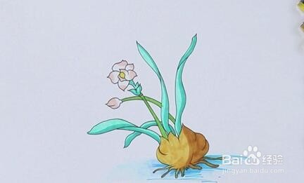如何画水仙花？