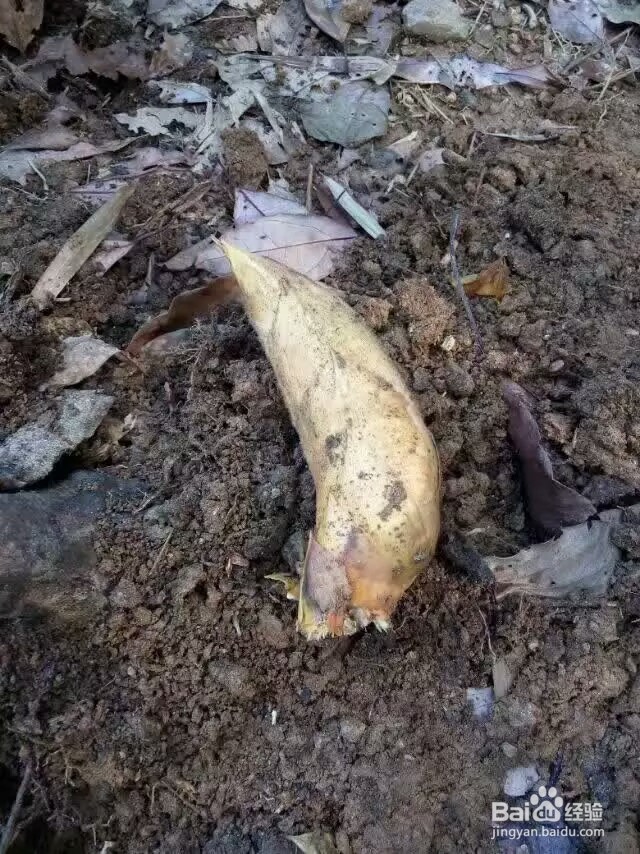 冬笋怎样才能挖到？挖竹笋的技巧