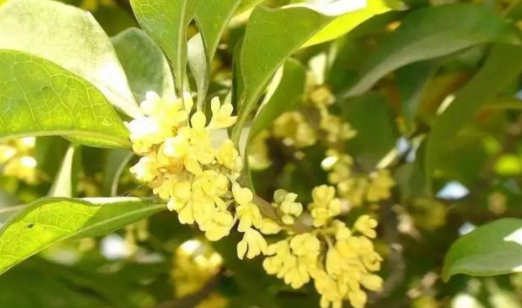 桂花吟是谁写的