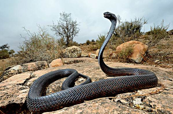 野生眼镜蛇喜欢呆在什么地方
