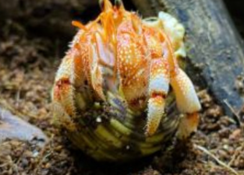 陆生寄居蟹几天不喝海水会死