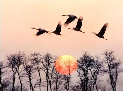 大雁北飞是什么季节