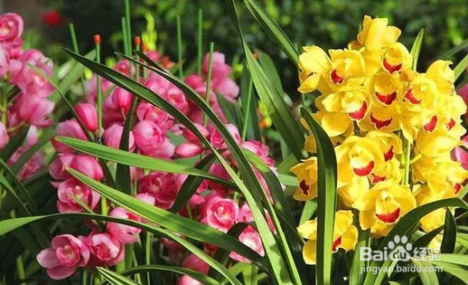 十几年养大花蕙兰经验分享