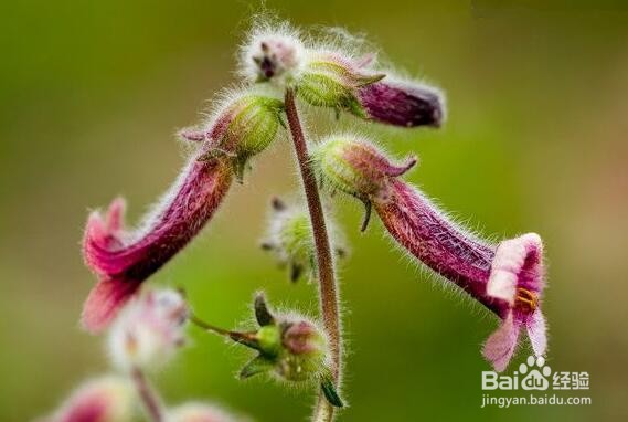 种植地黄需注意哪些生长习性?