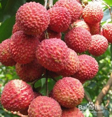 如何挑选荔枝？