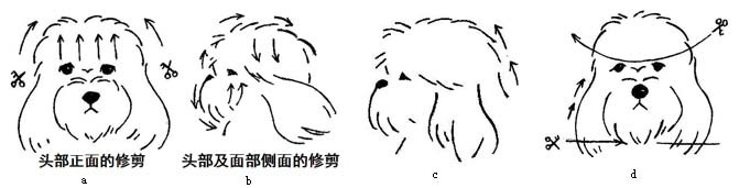 西施犬美容修剪方法教程(图文)